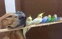 Tình bạn “tay ba” kỳ lạ giữa chó, chim và chuột