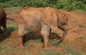 Voi đực “chuẩn men” suýt bị nhầm thành voi cái
