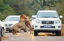 Sư tử đói mồi vồ linh dương ngay giữa đường 