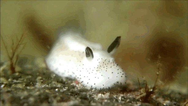 Ngắm loài sên biển kỳ lạ giống như thỏ cực đáng yêu