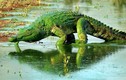 Cá sấu khổng lồ xanh lét gây khiếp đảm