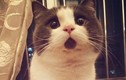 Những con mèo đáng yêu có vẻ ngoài “không thể tin được“