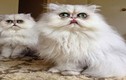 Mê mẩn hai chú mèo ngoài hành tinh cực đáng yêu 