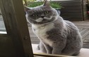 Chết mê cô mèo giả trai nổi tiếng nhất Instagram 