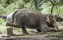 Rùng mình cảnh voi bị ngược đãi, huấn luyện dã man 
