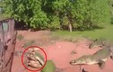 Cá sấu đói ăn xé rách chân đồng loại và nuốt chửng 