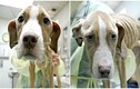 Chó Pit bull suy dinh dưỡng nặng hồi phục đáng kinh ngạc