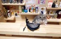 Chết mê chuột hamster đáng yêu trong vai đầu bếp