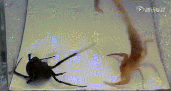 Kinh hoàng cuộc chiến bọ cạp vàng và nhện góa phụ đen 