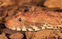 Phát hiện loài rắn tử thần độc top 10 thế giới 