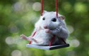 Những khoảnh khắc cực đáng yêu của chuột hamster