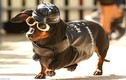 Sôi động cuộc đua chó Dachshund ở Melbourne