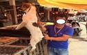Ám ảnh cảnh chó bị giết sống ngay giữa chợ 