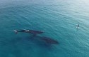 Rợn tóc gáy cá voi khổng lồ theo dõi người lướt sóng