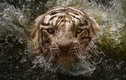 Ảnh dưới nước ấn tượng chụp hổ Bengal quý hiếm