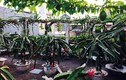 Vườn thanh long độc nhất vô nhị ngay trên nóc nhà Việt