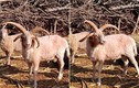 Phát hiện cừu 4 sừng cực hiếm ở Trung Quốc