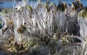 Tận mục cây cối bị đóng băng vẫn âm thầm phát triển