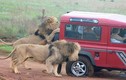 Sư tử đói bụng chén tạm lốp xe, dọa nạt du khách