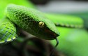 Những loài rắn độc nhất ở Việt Nam gây khiếp sợ