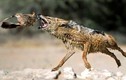 Khoảnh khắc cực độc về màn săn mồi của chó rừng