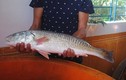 Nóng: Câu được cá sủ vàng giá nửa tỷ ở Quảng Bình