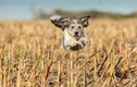 Những chú chó siêu nhân có khả năng “bay” cực đỉnh