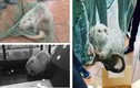 Bắt được chuột khổng lồ gây kinh khiếp ở Trung Quốc 