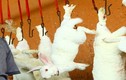 Ghê rợn cảnh loài thỏ bị giết chết lấy lông tàn độc