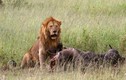 Cận cảnh sư tử phân biệt giai cấp khi phân mồi