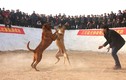 Kinh hoàng cảnh chọi chó bạo lực ở Trung Quốc