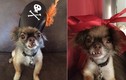 Chú chó Chihuahua răng hô và con đường nổi tiếng