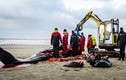 Mổ phanh cá nhà táng khổng lồ dạt bờ biển Hà Lan