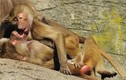 Ảnh siêu thú vị về cuộc sống của khỉ trong vườn thú
