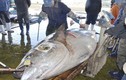 Bắt được thủy quái cá ngừ nặng 417 kg ở Nhật Bản