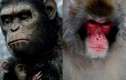 Những con khỉ đột biến gây sốc nhất