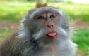 Khám phá gây sốc về loài khỉ ít ai biết