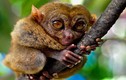 Điểm những loài khỉ quý hiếm nhất tự nhiên