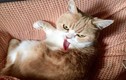 Gặp chú mèo cau có nhất Nhật Bản ai cũng mê