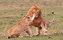 “Yêu” vợ quá thô bạo, sư tử đực bị tát sưng mặt