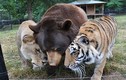 Kỳ lạ tình bạn giữa gấu, hổ và sư tử 