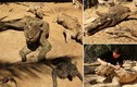 Kinh hoàng xác ướp động vật la liệt tại sở thú