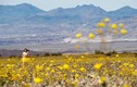 Kỳ quái cảnh tượng sa mạc nở hoa ở thung lũng Chết 