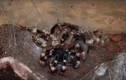 Kinh hoàng cảnh tượng nhện Tarantula lột xác 