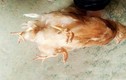 Xuất hiện gà “yêu quái” bốn chân ở Trung Quốc