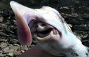 Cá mập ma, thủy quái đại dương có khuôn mặt cực dị 