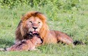 Kỳ quái sư tử nuôi linh dương đầu bò làm thú cưng 