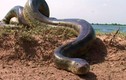 Bắt được rắn khổng lồ dài nhất thế giới, hơn 5m