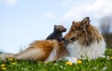 Cuộc sống hạnh phúc của cặp mẹ chó con cáo 