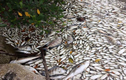 Hoang mang cá chết thảm hàng loạt ở Florida